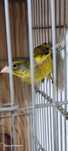 Clorius sinica ( verdelhao-oriental)