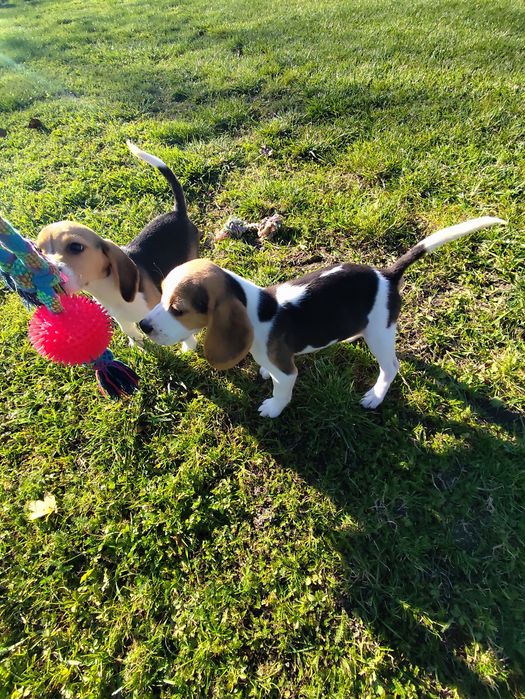 Beagle piesek gotowy do odbioru 3 szczepienia metryka czip wyprawka