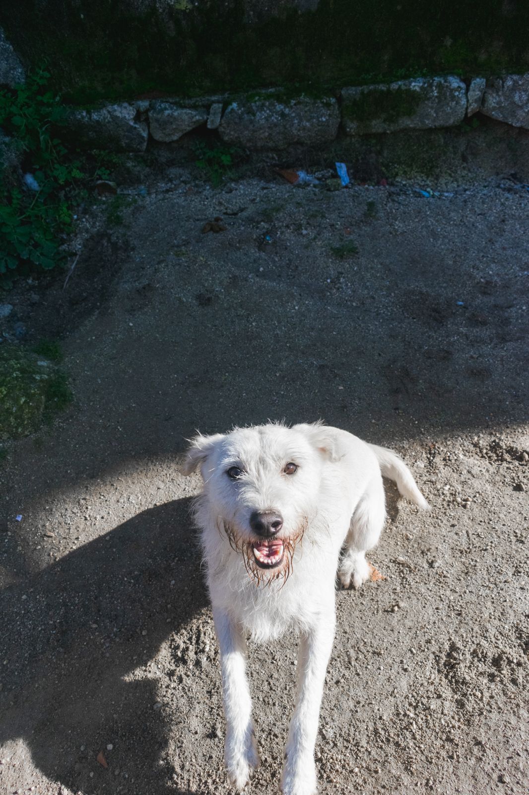 Cão meigo para adoção
