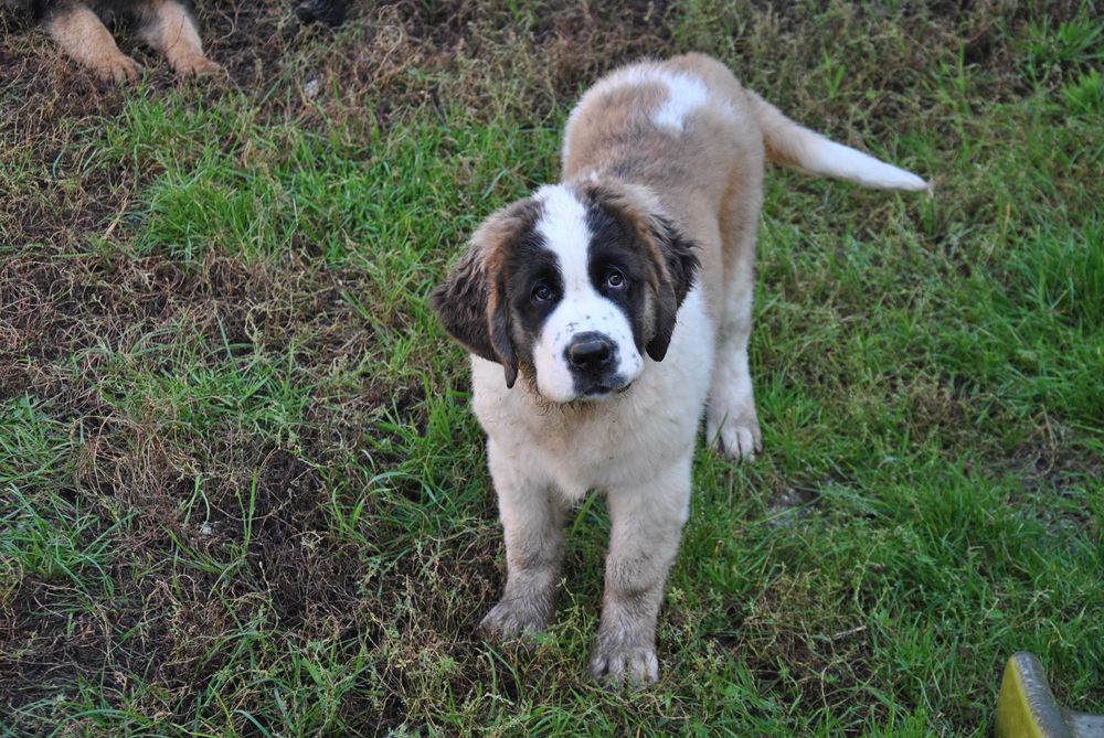 Bernardyn suczka mocna