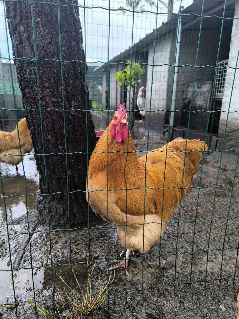 Vendese casal Brahma Splash e um casal Orpington amarelo com 2 femias