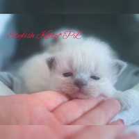 Ragdoll Felis Polonia kocurek