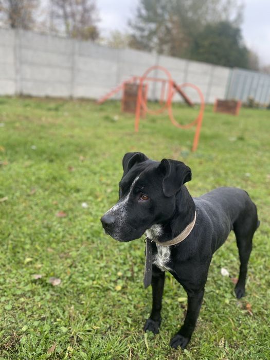 Молодий пітбуль з хорошим врівноваженим  характером