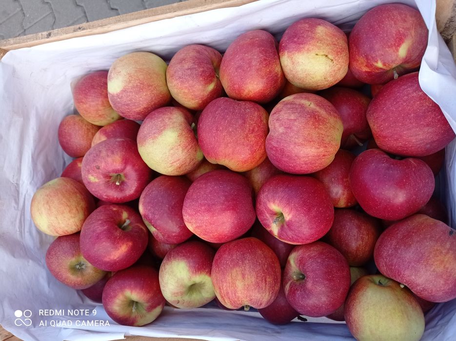 Jabłka eko z rodzinnego sadu