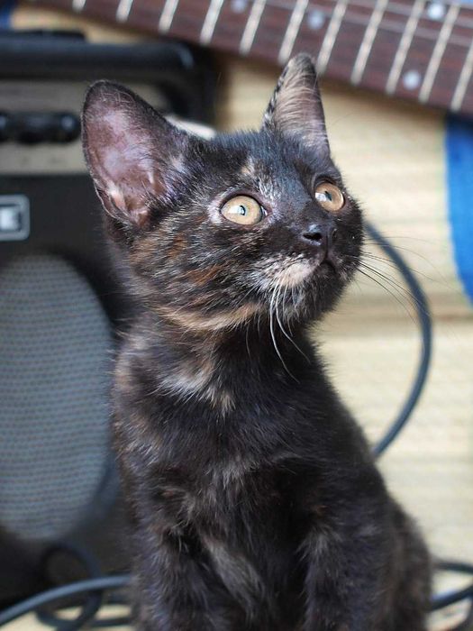 Котенок Джейн ищет дом