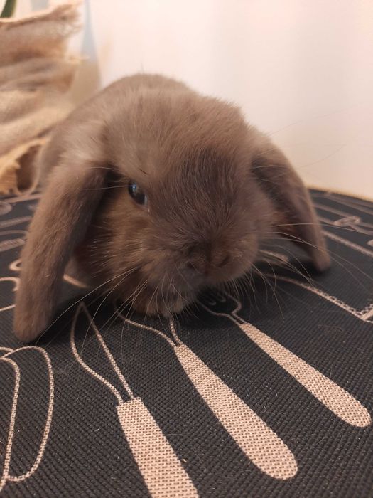 Króliki baranek miniaturka karzełek mini lop