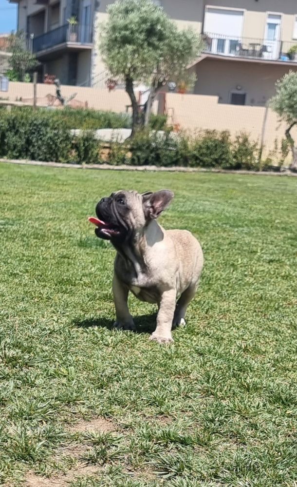 Bouldogue Francês