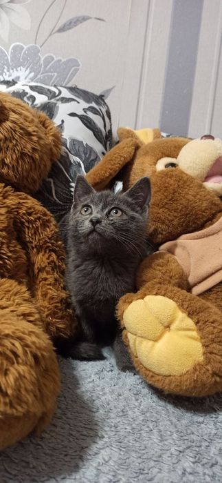 Кошеня-хлопчик, вік 2-2,5 місяці