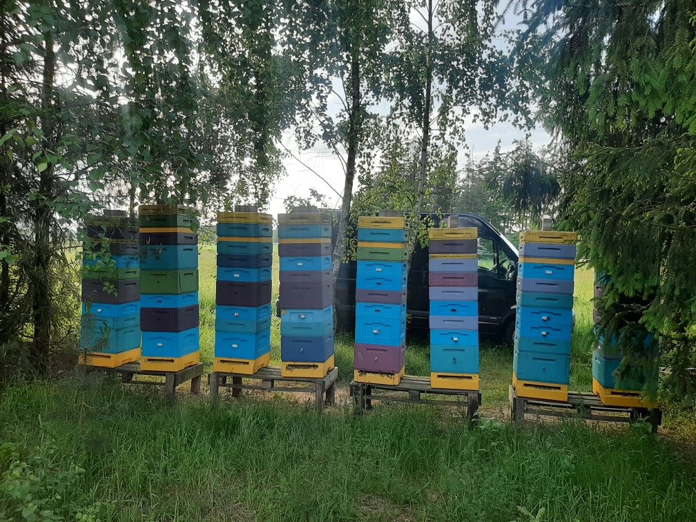 Rodziny pszczele ramka Wielkopolska