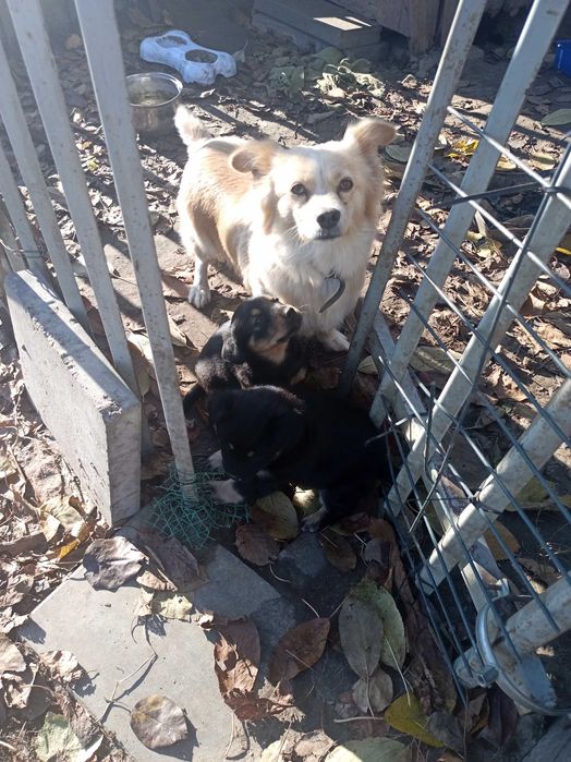 Szczeniaki małe pieski