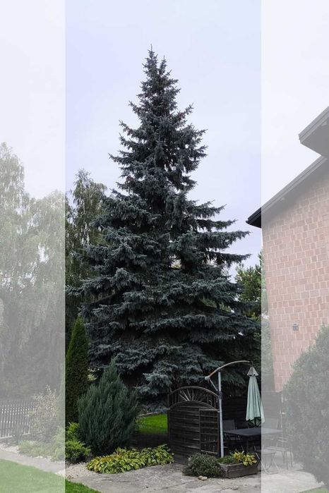 Oddam za darmo drzewo do wycięcia ŚWIERK i SOSNA