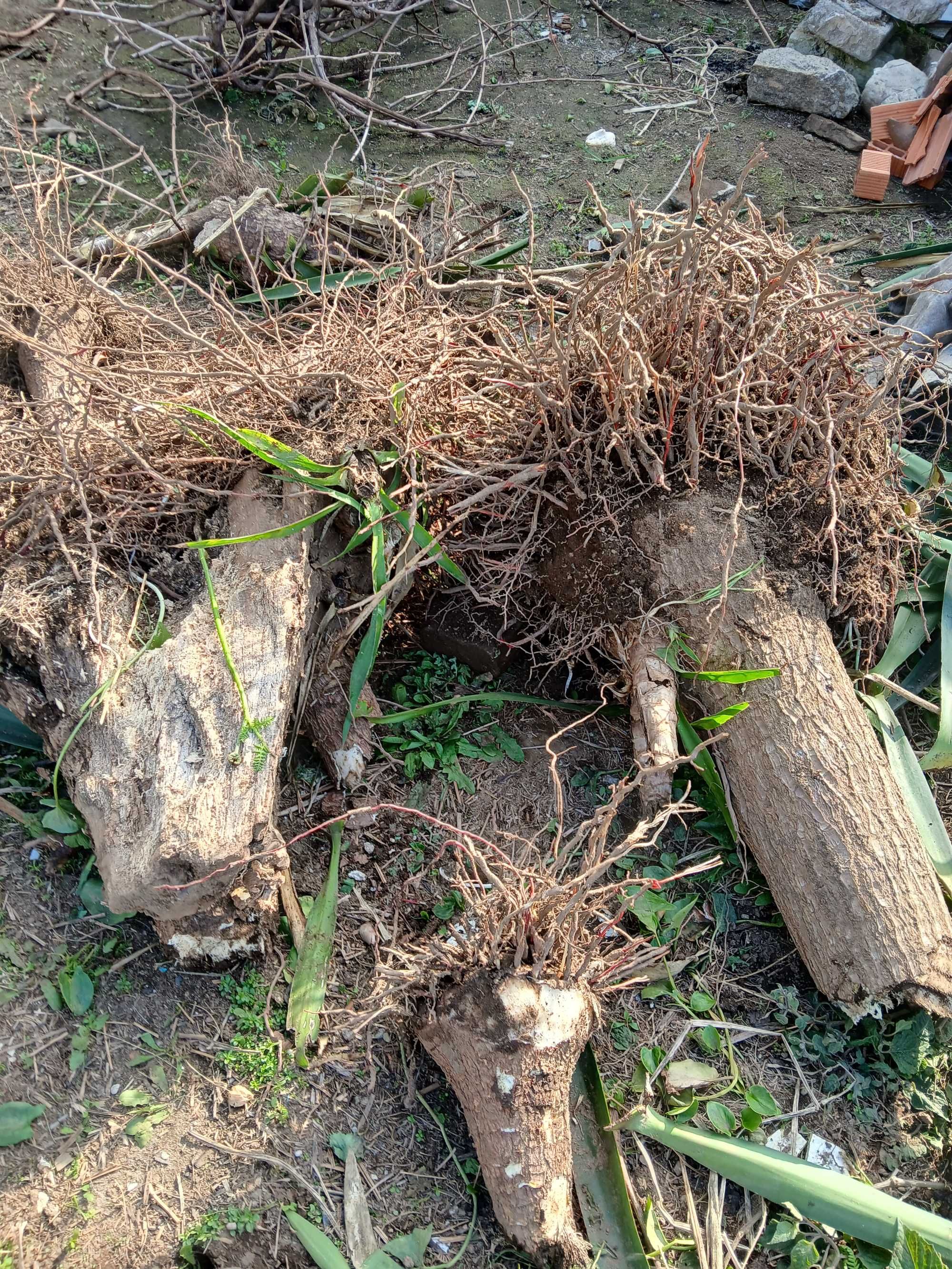 Yuca planta de interior ou exterior Gaia