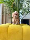 Maltipoo Samiec Art Puppies Badania genetyczne