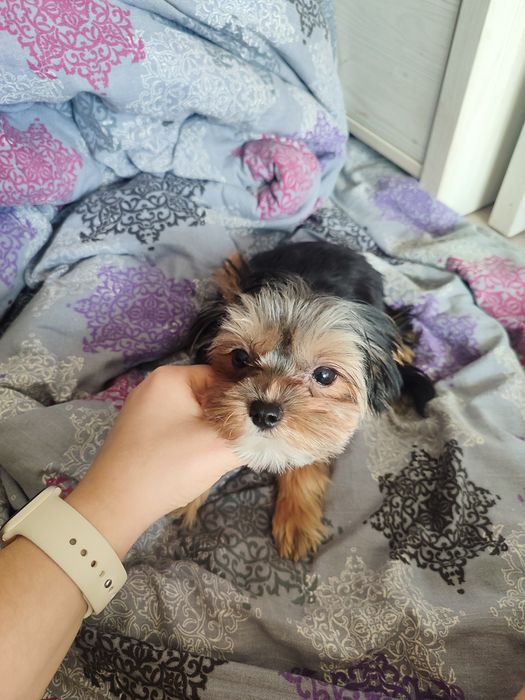 Yorkshire terrier suczka