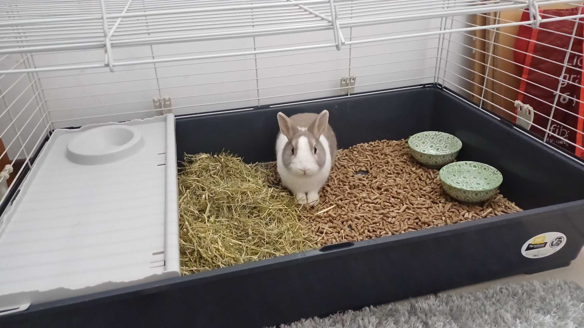 Coelho mini holandês