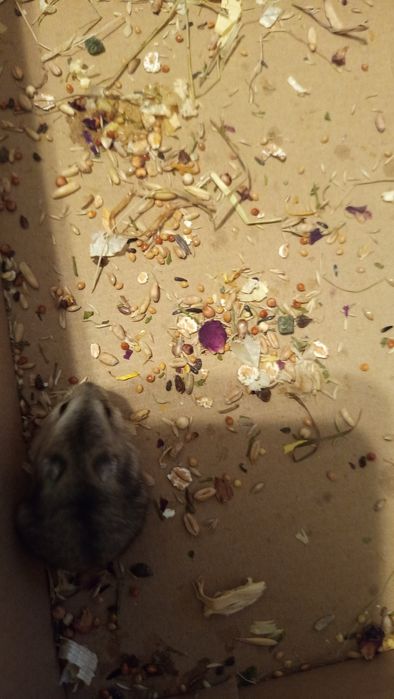 Chomiki młode 4tygodniowe