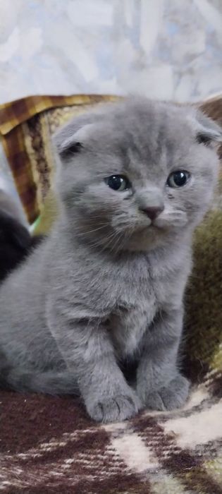 Продам породистих кошеняток