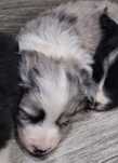 Piesek Border Collie Blue Merle