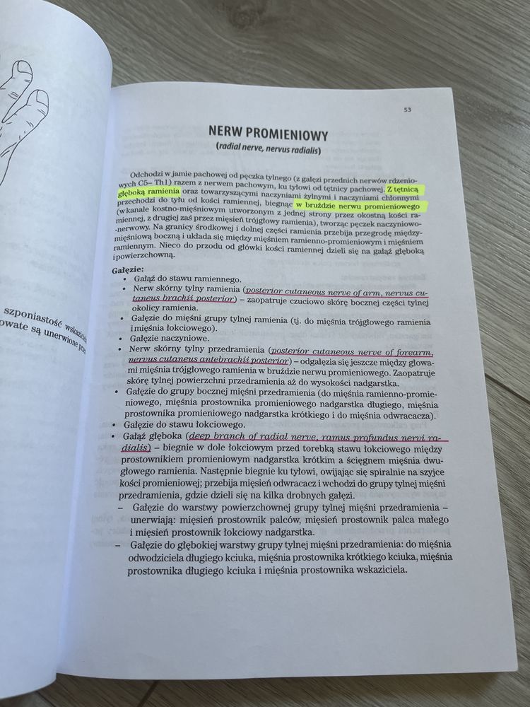 skawina, kończyna górna i dolna [anatomia]