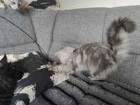 Kotka Maine Coon FPL