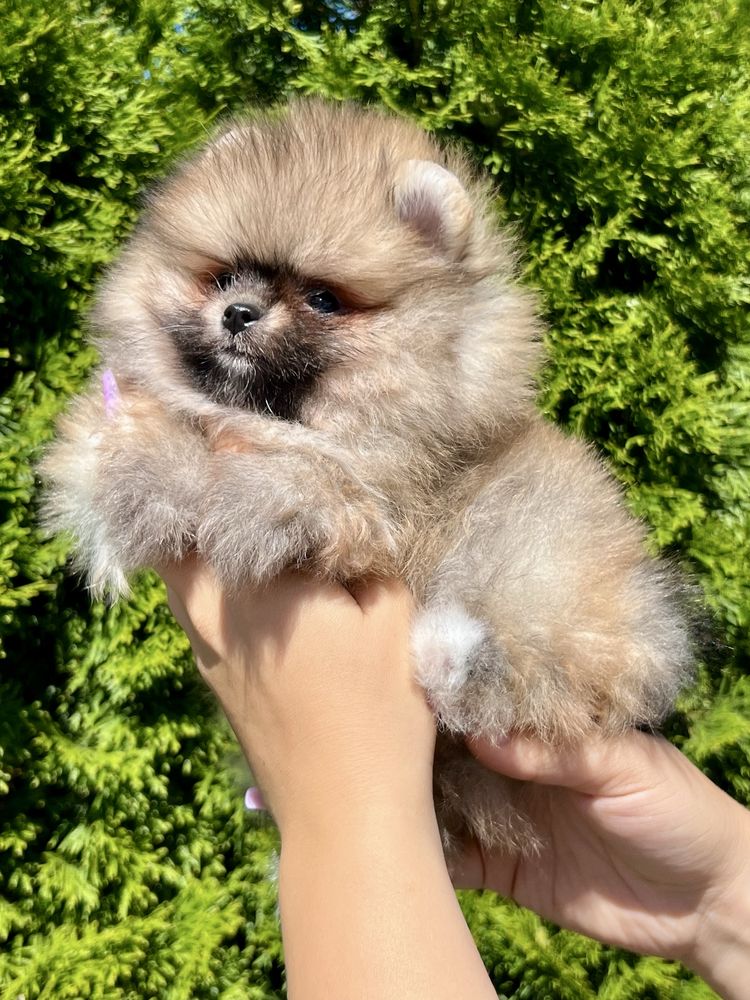 Gotowy do odbioru -Szpic miniaturowy,maleńki pomeranian