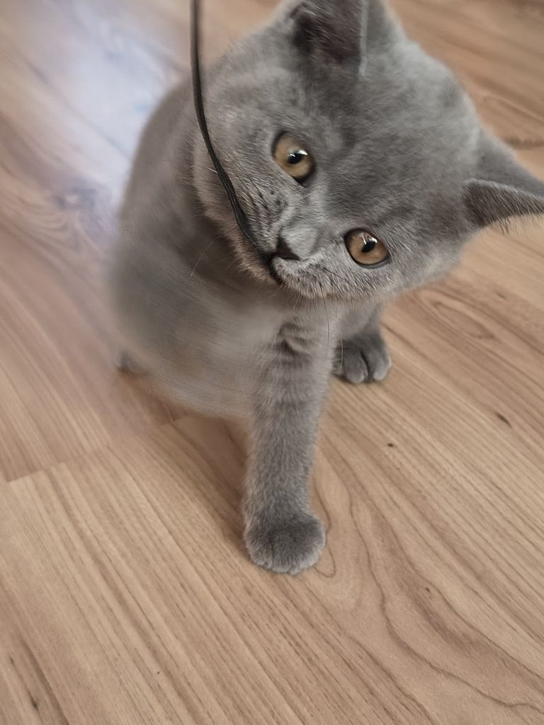 CHLOE Kotka Brytyjska Niebieska Krótkowłosa