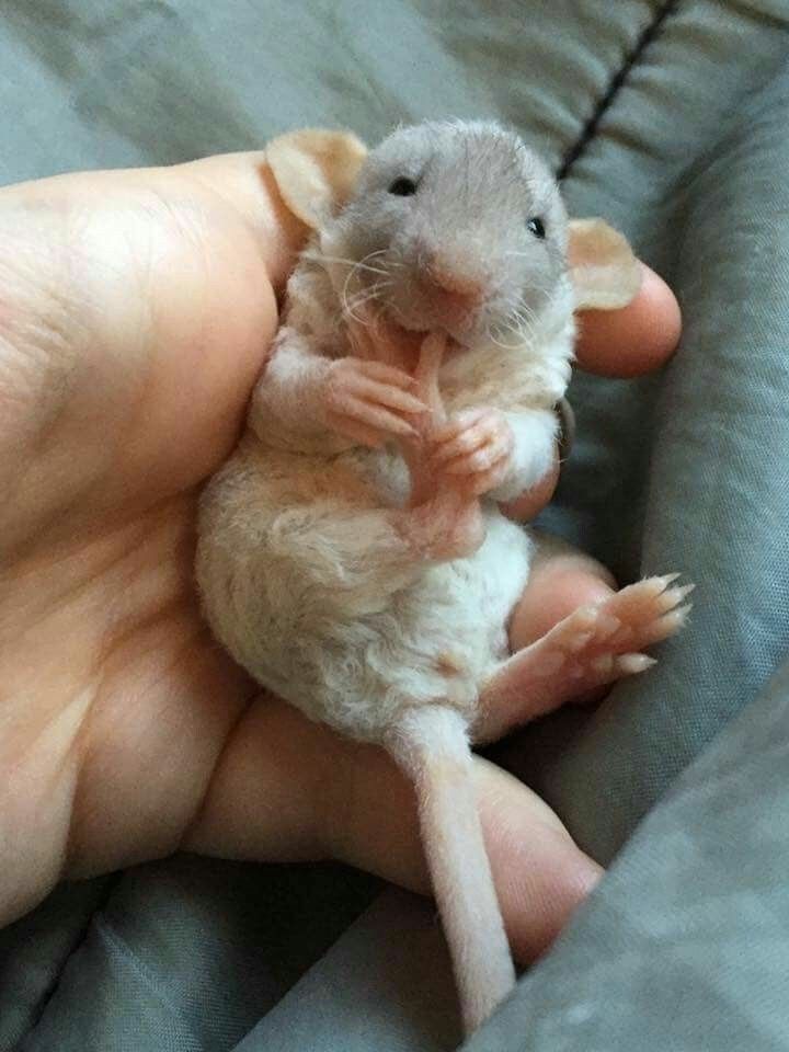 Крысята самые милые