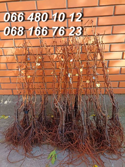 Саженцы винограда мировых сортов большой выбор сортов. Виноград