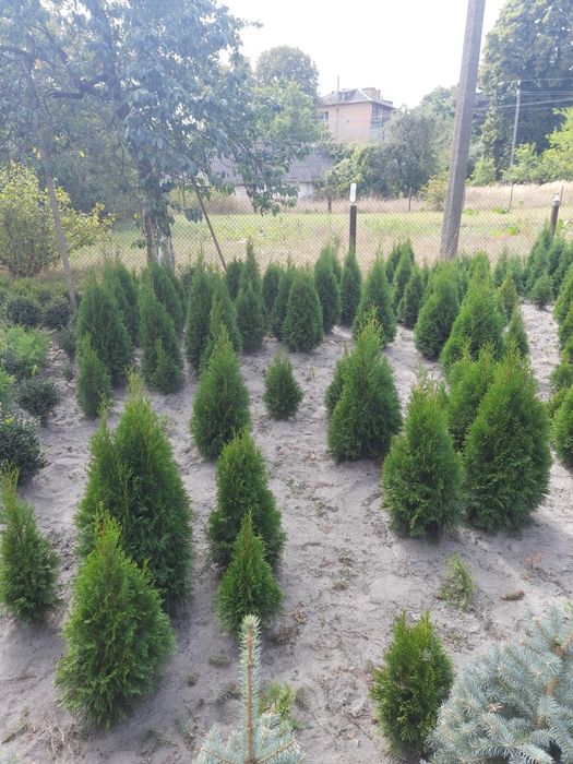 Туя смарагд. Накладний платіж. Вічнозелені рослини