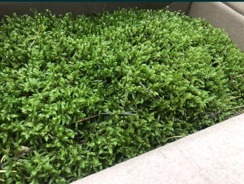 Мох, лісовий мох для домашніх тварин та декору