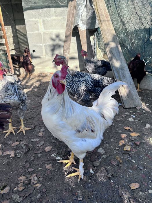 Galos de raça Rhode Island Red