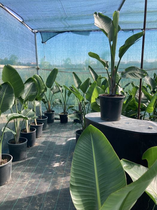 Estrelicia augusta/ estrelicia gigante