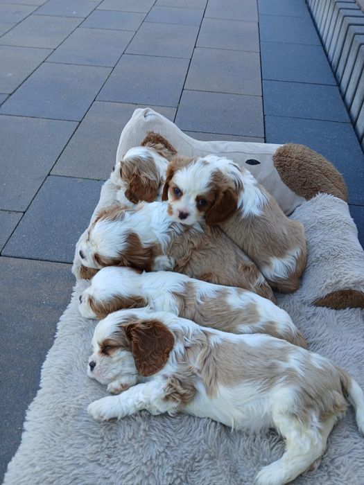 Szczeniak Cavalier King Charles Spaniel