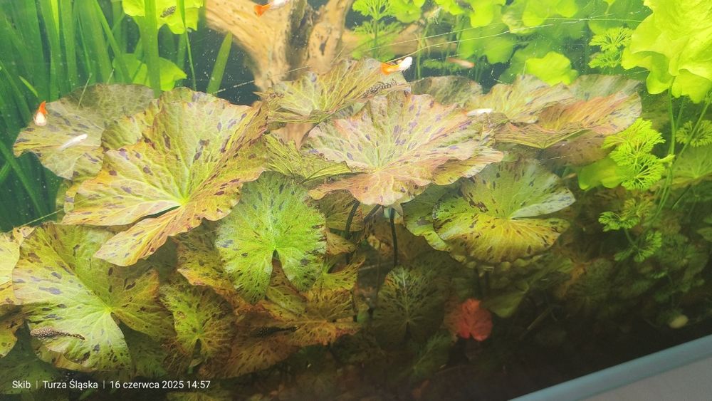 Lotos Tygrysi (Grzebień Egipski) Roślina Akwariowa Akwarium 
Typ: Rośl