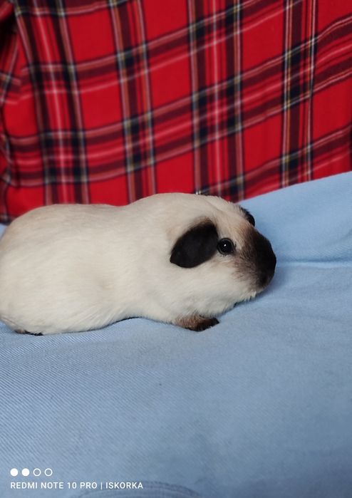 Каліфорнія чорні поінти морська свинка