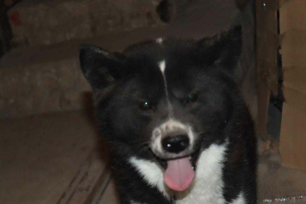 В хорошие руки Акита-инну