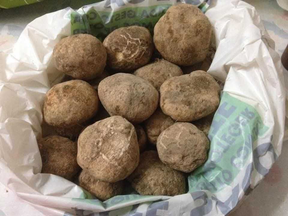 Espargos e tubras