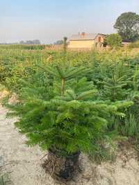 Jodła kaukaska plantacja choinki różne wysokości