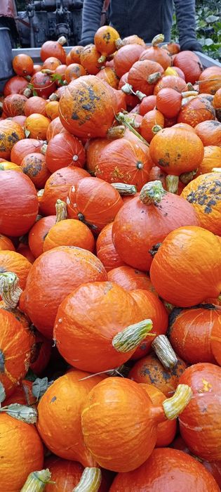Dynia hokkaido 15 kg ostatni zbiór wyprzedaż
