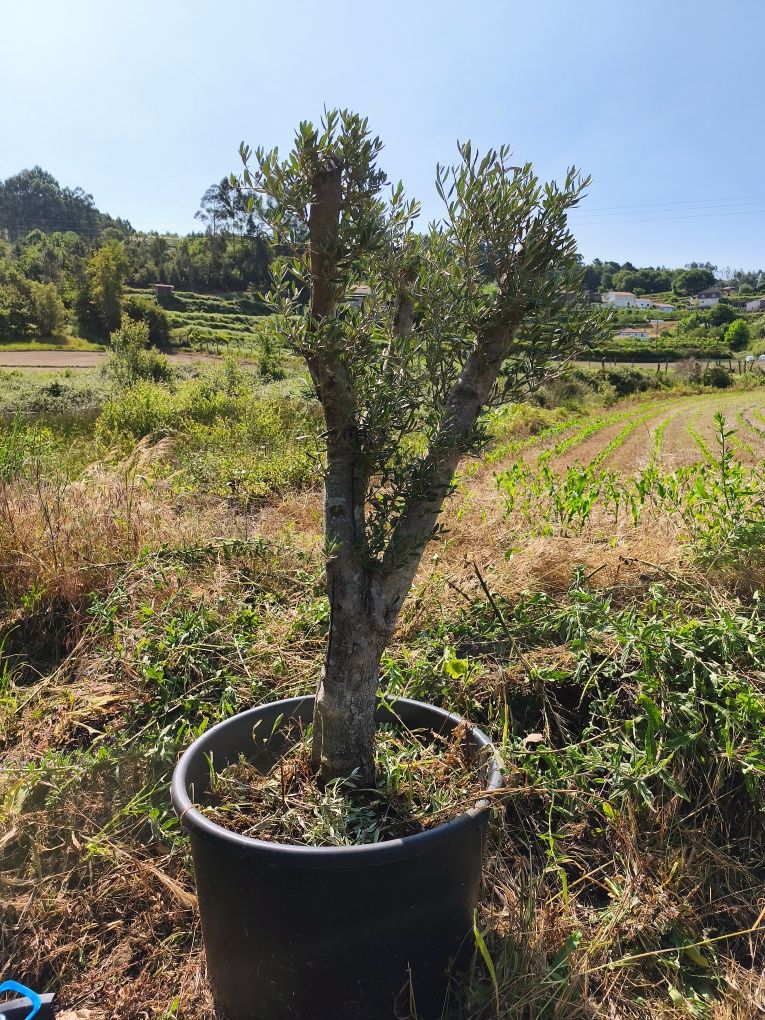Oliveiras para jardim