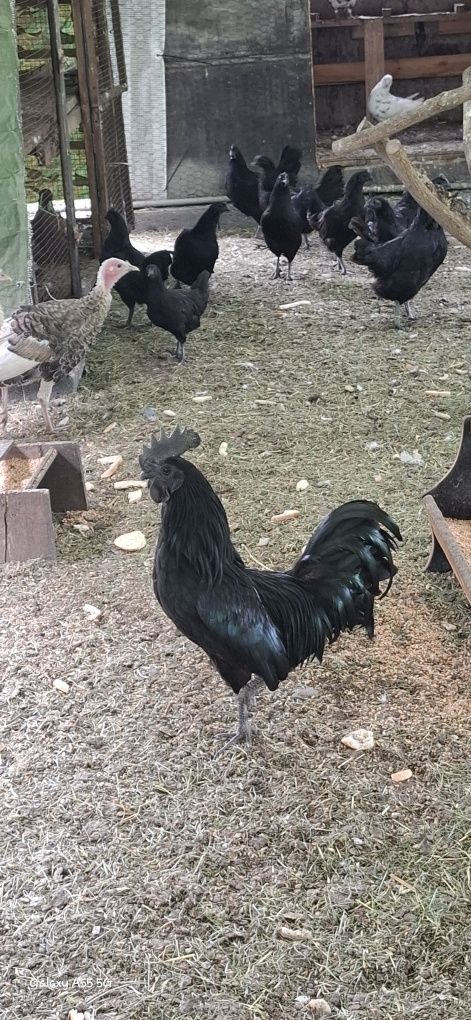 Kury ayam cemani