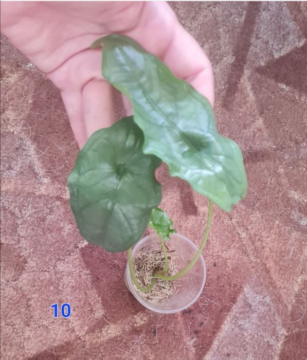 Алоказія фрайдек, гетерофіла, дрегон