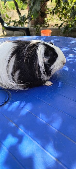 Морские свинки Длиношерстние