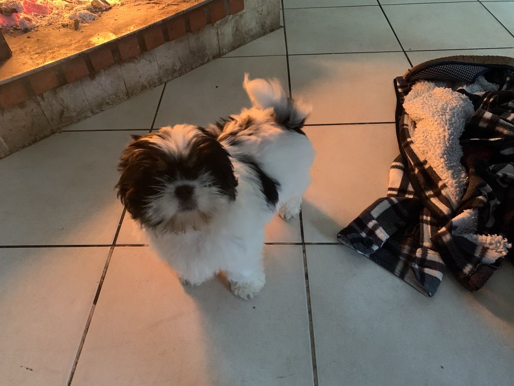 Cachorrinha Shih-Tzu
