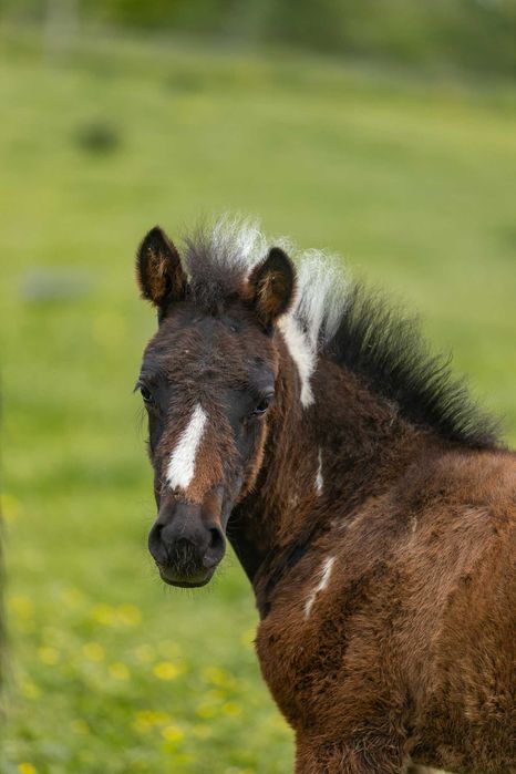 Klacz huculska 2025, hucuł, kuc.