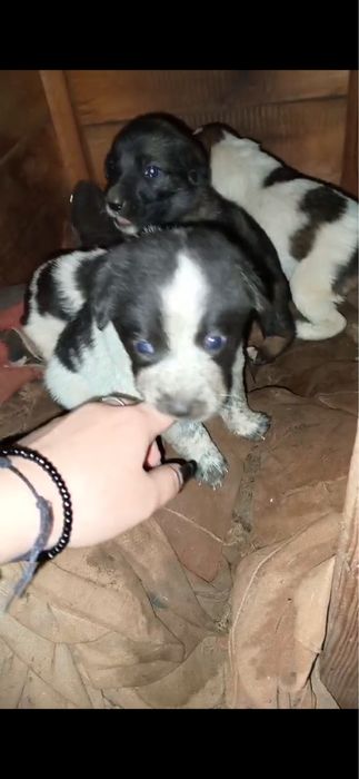 Терміново! Віддаю собачат!