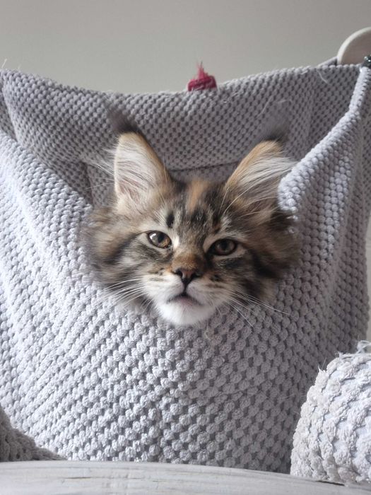 Sprzedam śliczną szylkretkę Maine coon