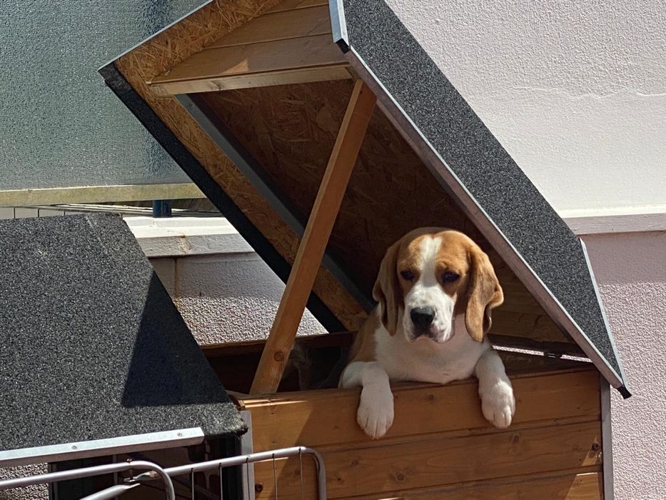 Vendo casota para caes medios