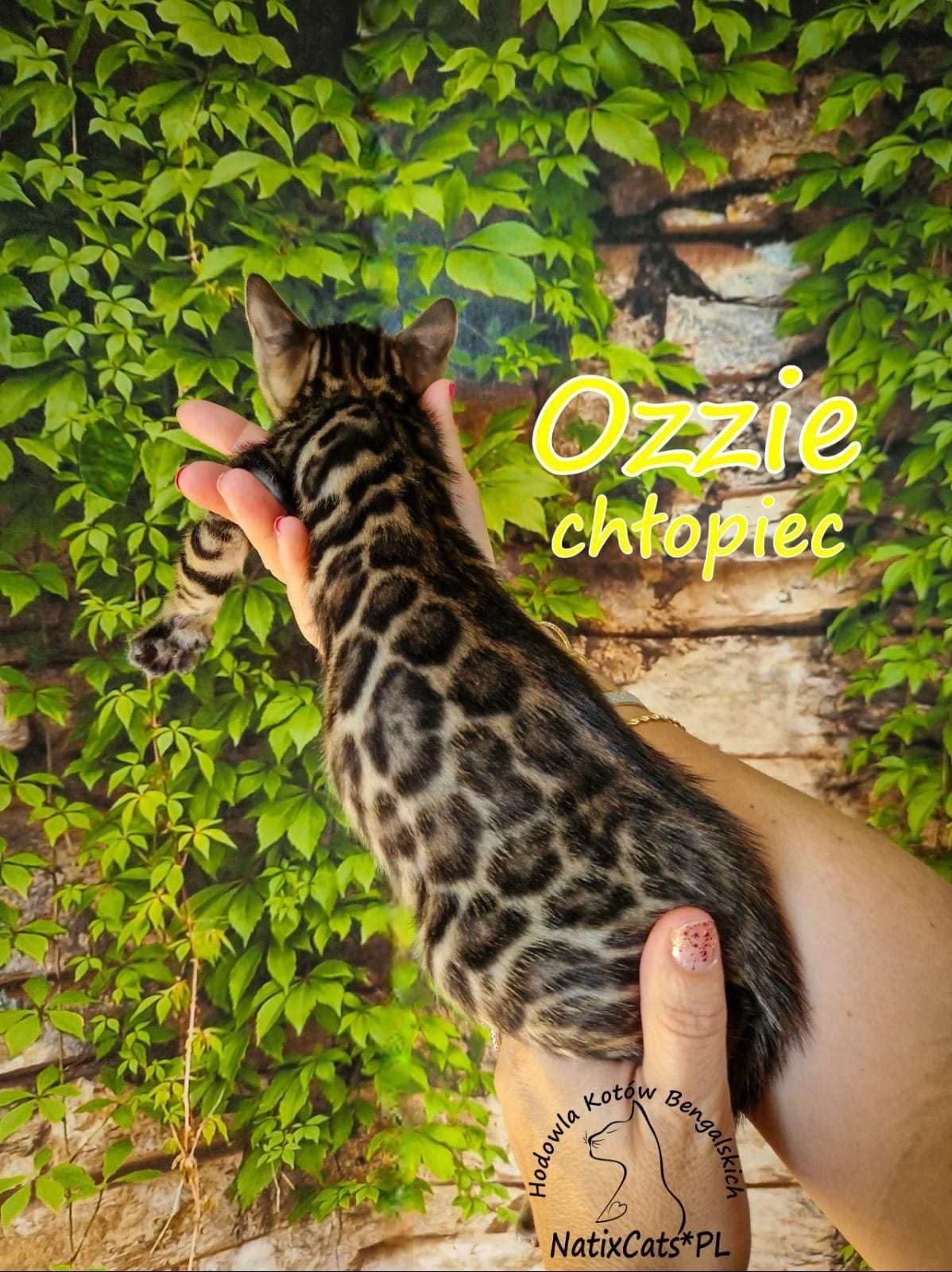 kotek bengalski, Kocurek wykastrowany OZZIE FPL/FIFe