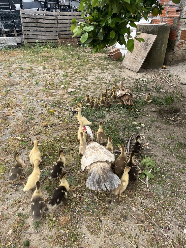 Patos mudos com 1 mes